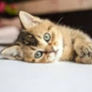 Meet your Posher, Roxy